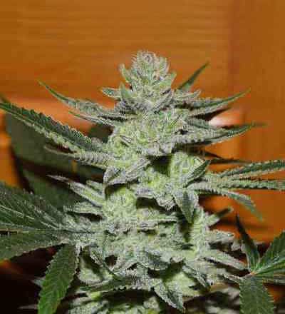 Desconocida Kush > Delicious Seeds | Feminized Marijuana   |  hybrid