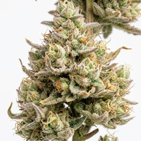 Desperado Seed > TH Seeds | Feminized Cannabis   |  Sativa