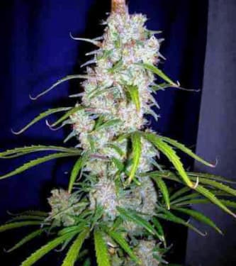 Destroyer > Cannabiogen | Feminized Marijuana   |  Sativa