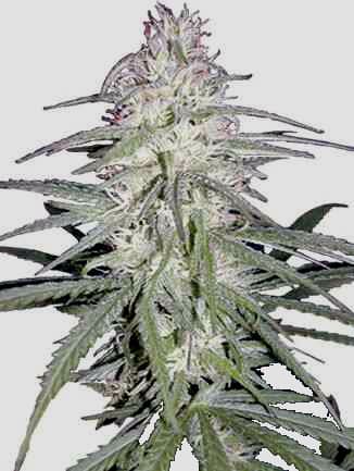 Destroyer > Cannabiogen | Feminized Marijuana   |  Sativa