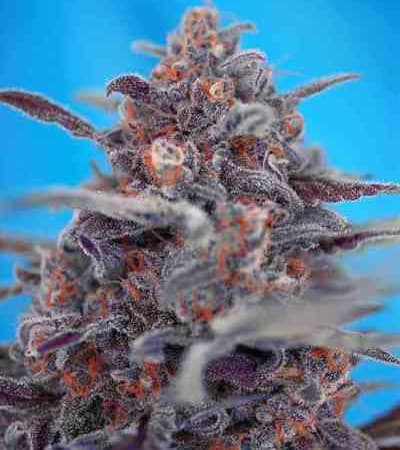 Devil Cream Auto > Sweet Seeds | Autoflowering Cannabis   |  Hybrid