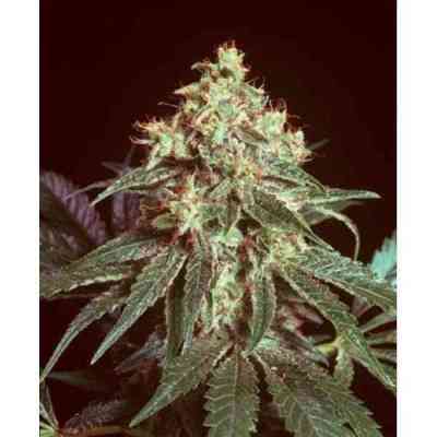 Devil graines > Mr. Nice | Graines Normal  |  Indica