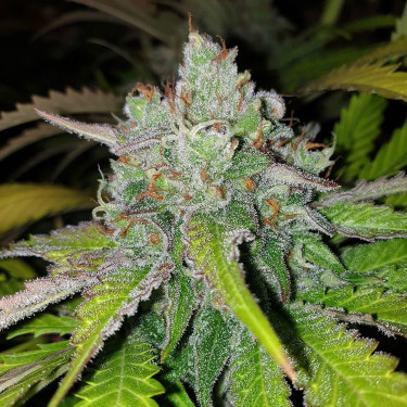 Di Frutti > Karma Genetics | Feminisierte Hanfsamen  |  Hybrid