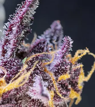 Diablo Rojo XL Auto > Sweet Seeds | Autoflowering Cannabis   |  Indica