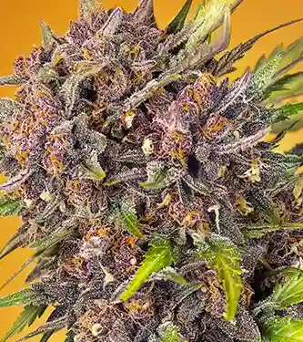 Diablo Rojo XL Auto > Sweet Seeds | Autoflowering Cannabis   |  Indica