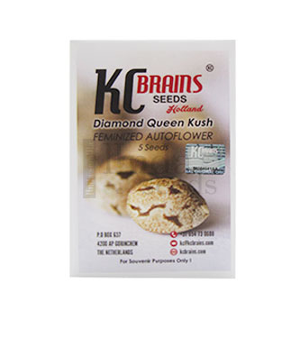 Diamond Queen Kush > KC Brains | Semillas autoflorecientes  |  Indica