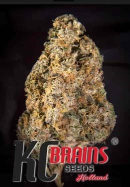 Diamond Queen Kush Auto > KC Brains | Autoflowering Cannabis   |  Indica