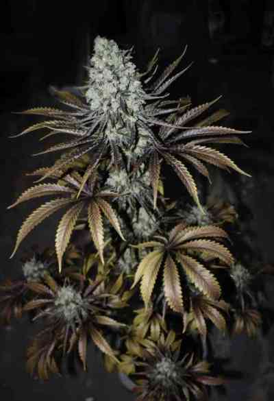 Dinachem > Dinafem Seeds | Semillas feminizadas  |  Sativa