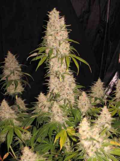 Dinachem > Dinafem Seeds | Feminized Marijuana   |  Sativa