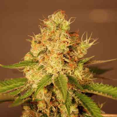 Diesel Auto > G13 Labs | Autoflowering Hanfsamen  |  Hybrid