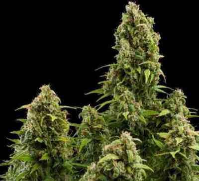 Diesel Automatic > Royal Queen Seeds | Autoflowering Cannabis   |  Hybrid