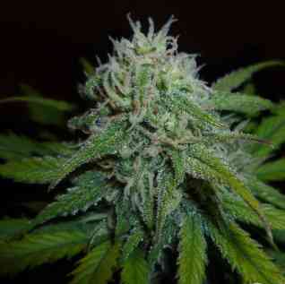 Diesel Automatic > Royal Queen Seeds | Autoflowering Cannabis   |  Hybrid