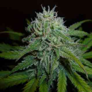 Diesel Automatic > Royal Queen Seeds | Autoflowering Hanfsamen  |  Hybrid