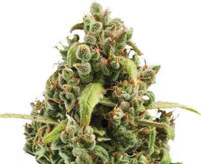 Diesel Automatic > Royal Queen Seeds | Autoflowering Cannabis   |  Hybrid