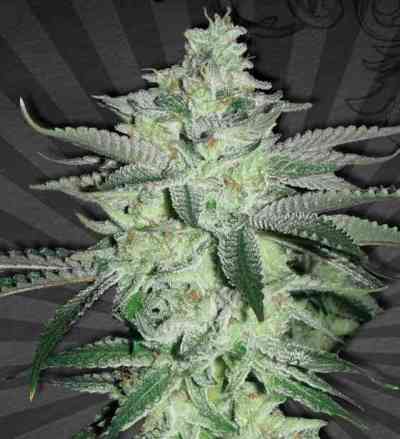 Diesel Berry > Auto Seeds | Autoflowering Cannabis   |  Hybrid