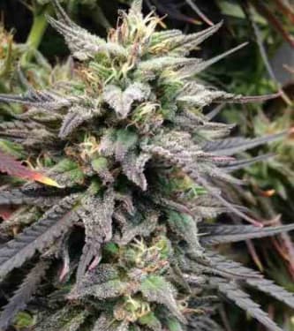 Dieseltonic > Resin Seeds | Feminisierte Hanfsamen  |  Hybrid