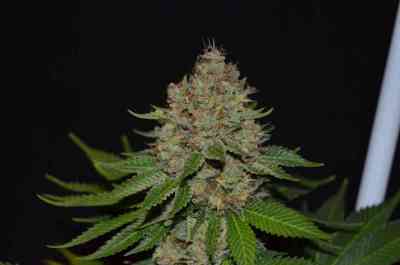 Dinachem > Dinafem Seeds | Feminisierte Hanfsamen  |  Sativa