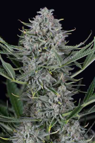 Cookies Autoflowering > Dinafem | Autoflowering Hanfsamen  |  Hybrid