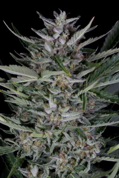 Gorilla Autoflowering > Dinafem | Graines Autofloraison  |  Indica