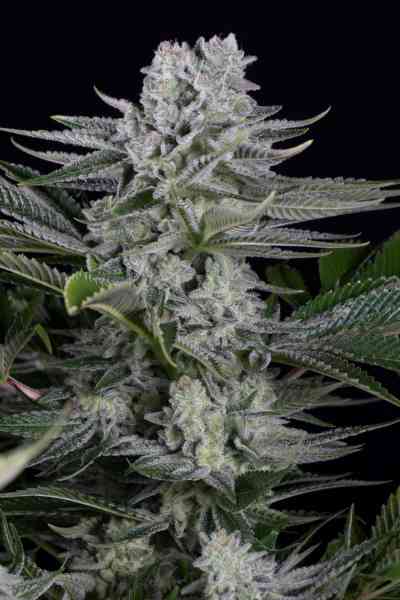 Gorilla CBD > Dinafem | Medical cannabis seeds (CBD)  |  Indica