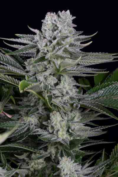 Gorilla CBD > Dinafem | CBD Hanfsamen  |  Indica