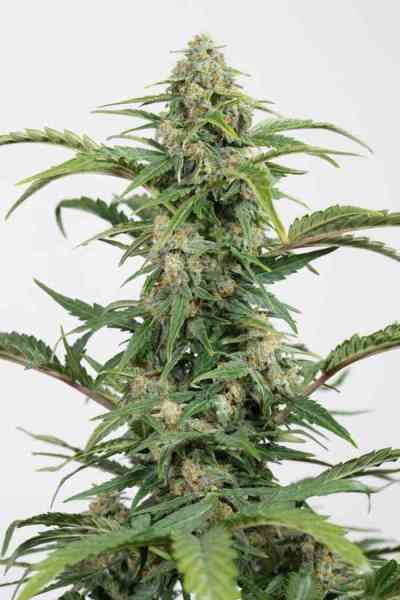 Dinamed CBD Autoflowering > Dinafem