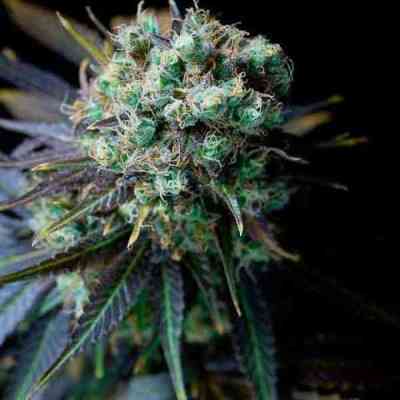 Dinamed CBD > Dinafem Seeds | Feminized Marijuana   |  hybrid