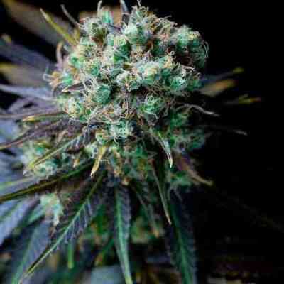 Dinamed CBD > Dinafem | Feminized Marijuana   |  hybrid