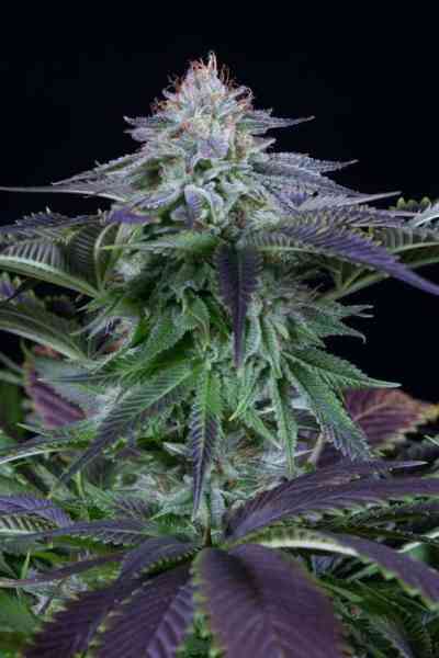 Dinamed Kush CBD Autoflowering > Dinafem | Autoflowering Hanfsamen  |  Indica