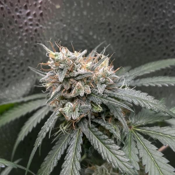 Dirty Zoap semilla > Bask Triangle Farms | Semillas feminizadas  |  Índica