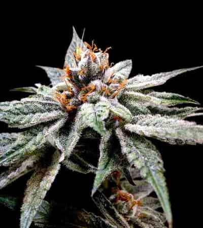 DJ\'s Gold > DNA Genetics | Feminized Marijuana   |  hybrid