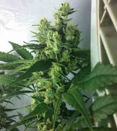 DJ\'s Gold > DNA Genetics | Feminisierte Hanfsamen  |  Hybrid