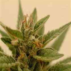 Connie Chung Seed > DNA Genetics | Feminized Marijuana   |  Indica