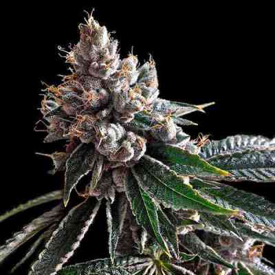 Kandy Skunk Seed > DNA Genetics | Regular Marijuana   |  Sativa