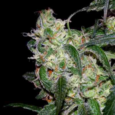 LA Cannalope > DNA Genetics | Feminisierte Hanfsamen  |  Hybrid