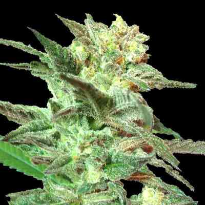 Honey BooBoo Seed > DNA Genetics | Regular Marijuana   |  Indica