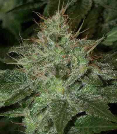 Pure Afghan > DNA Genetics