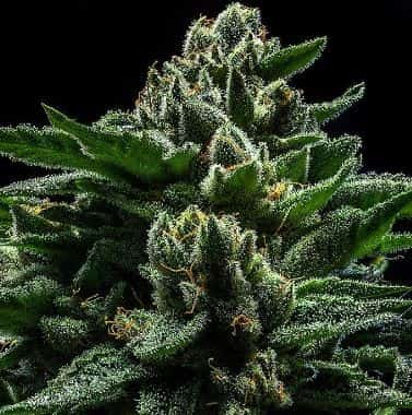 Do G > Ripper Seeds | Feminized Marijuana   |  hybrid