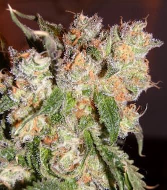 Do G > Ripper Seeds | Feminized Marijuana   |  hybrid