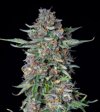 Auto Do-Si-Dos > Royal Queen Seeds | Autoflowering Hanfsamen  |  Indica