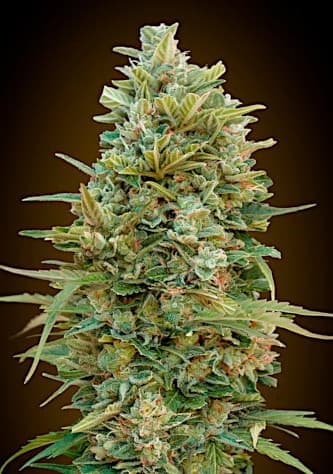 Do Si Dos Cookies Auto > 00 Seeds Bank | Cannabis seeds recommendations  |  TOP 10 Auto Flowering