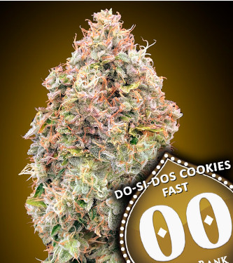 Do Si Dos Cookies Fast > 00 Seeds Bank