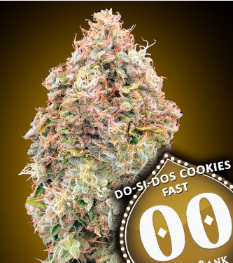 Do Si Dos Cookies Fast > 00 Seeds Bank | Feminized Marijuana   |  Indica