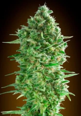 Do Si Dos Cookies > 00 Seeds Bank | Feminized Marijuana   |  Indica