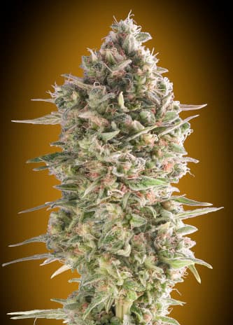 Do Si Dos Cookies > 00 Seeds Bank | Semillas feminizadas  |  Índica