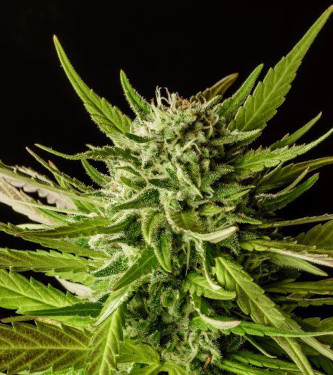 Do-Si-Dos > Kannabia Seeds | Feminized Marijuana   |  Indica