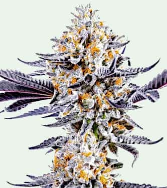 Do Si Dos > Linda Seeds | Cannabis seeds recommendations  |  Cheap Cannabis