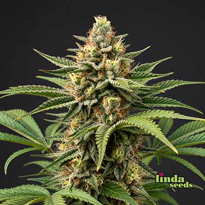 Do-Si-Dos Feminisiert (Linda Seeds)