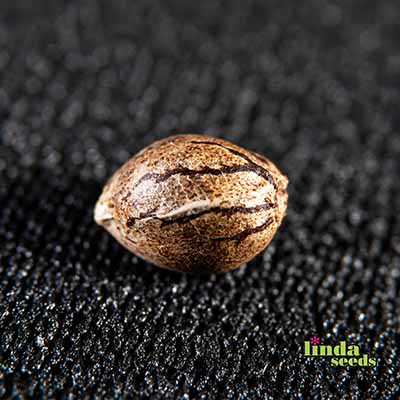 Do Si Dos Samen > Linda Seeds | Hanfsamen Empfehlungen  |  Günstige Hanfsamen