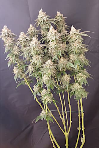 Do Si Dos > Seed Stockers | Feminized Marijuana   |  Indica